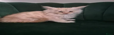 Maine Coon 1