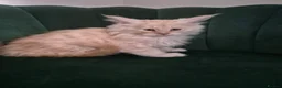 Maine Coon cats for sale: 4 beautuful Maine Coons for new homes - Advert 11