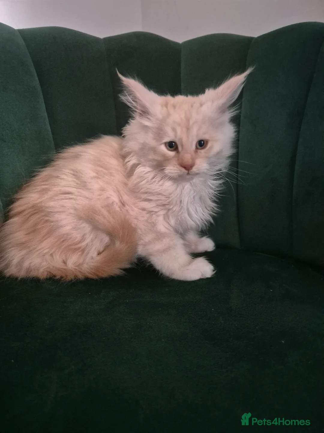 Maine Coon cats for sale: 4 beautuful Maine Coons for new homes - Advert 11