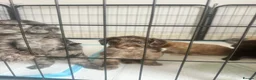 Mixed Breed dogs for sale:  doxiepoo pups 1x girl x3 boys  - Advert 15