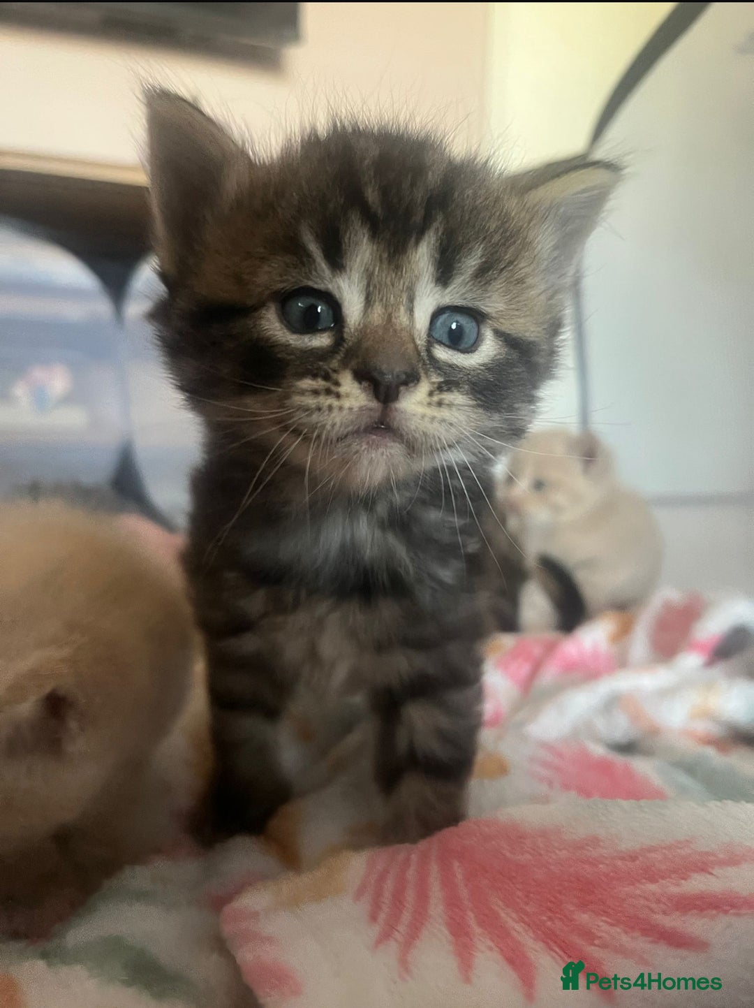 Mixed Breed cats for sale: 3 british shorthair kittens for sale  - Image 9