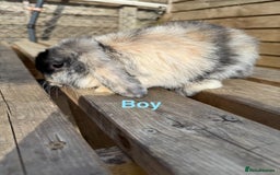 Mini Lop rabbits for sale: Gorgeous mini lops - Image 6
