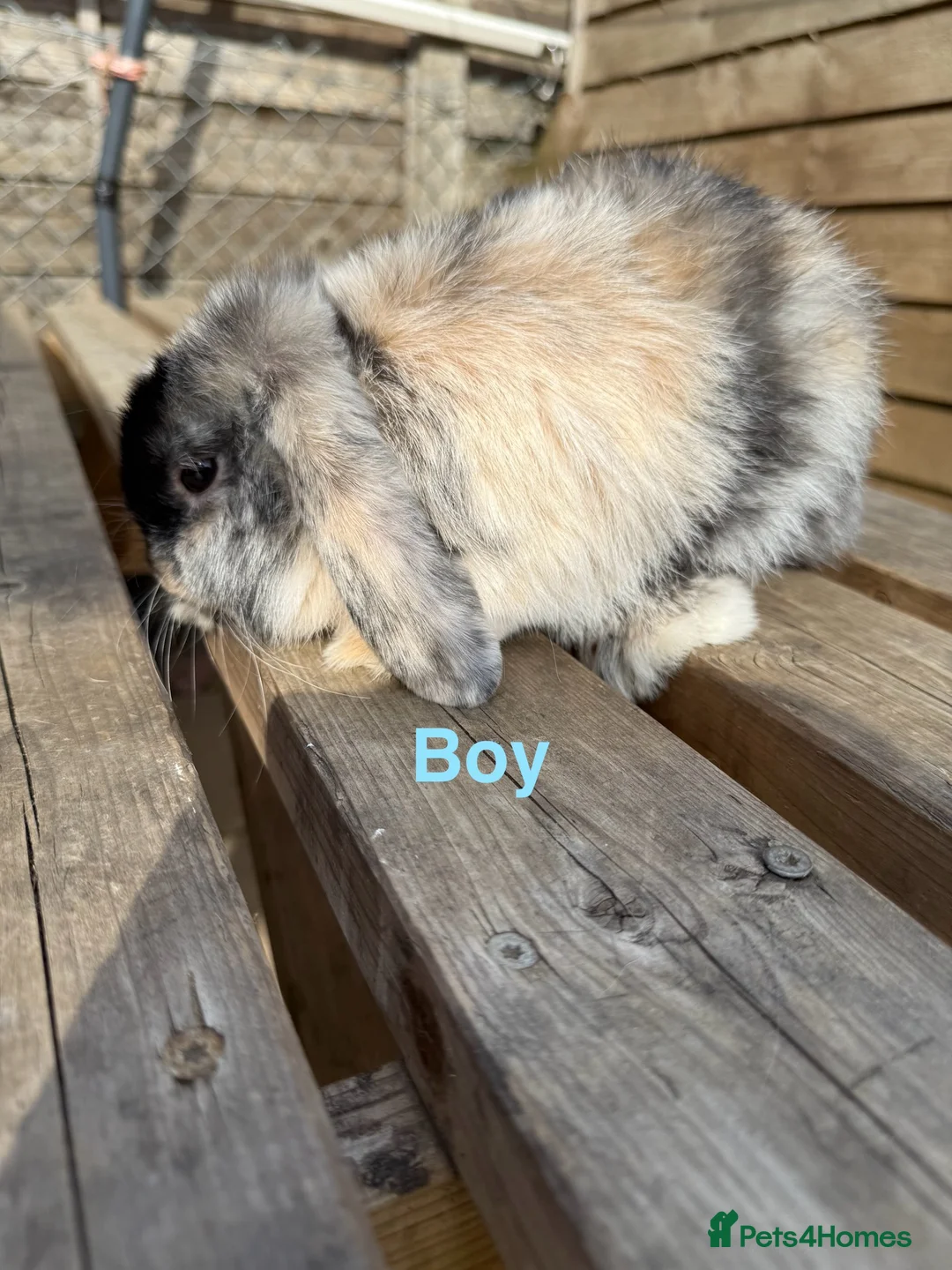 Mini Lop rabbits for sale: Gorgeous mini lops - Advert 2