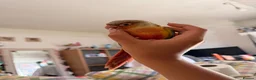 Conures birds for sale: 15 week dna female conure hand reared and tamed - Advert 9