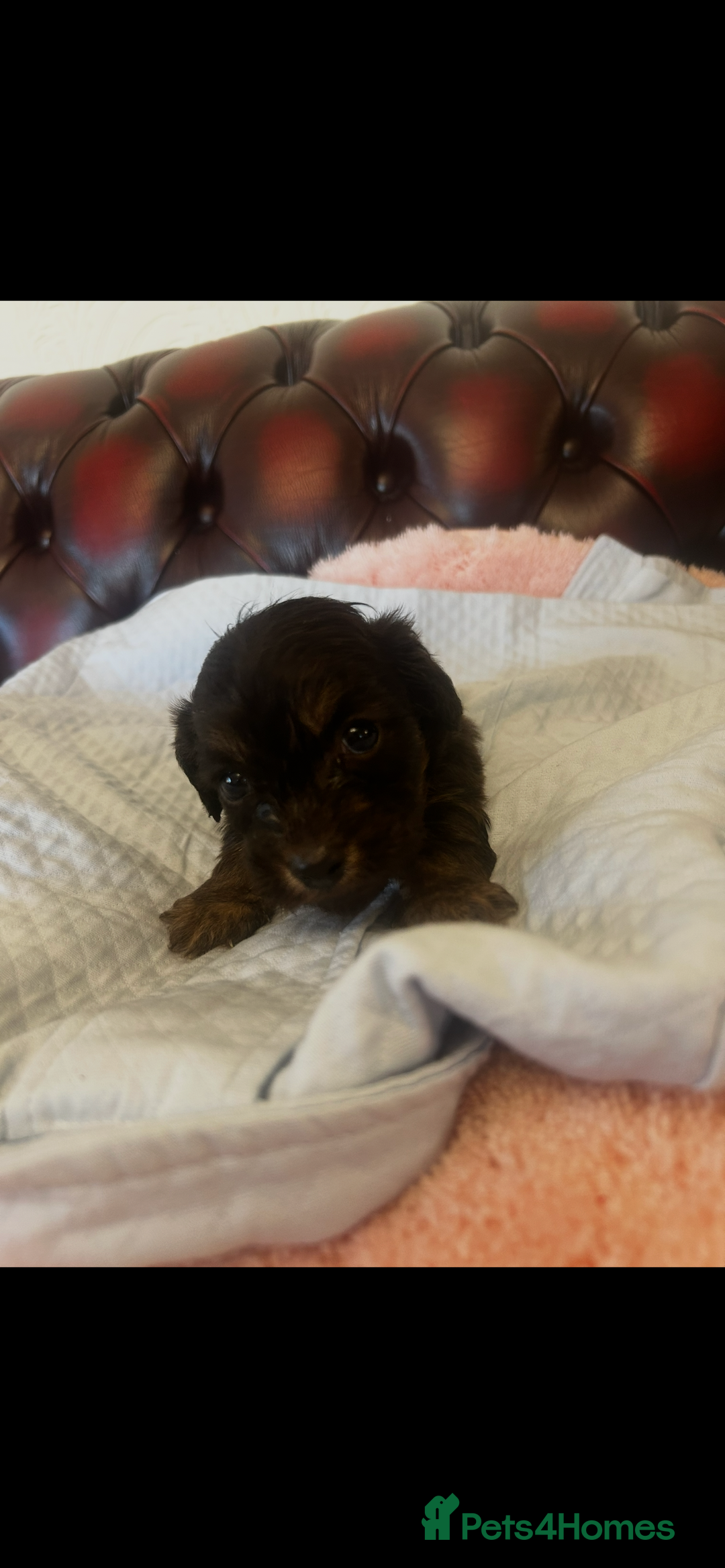 Miniature Dachshund dogs for sale: Miniature dachshund puppies - Advert 11