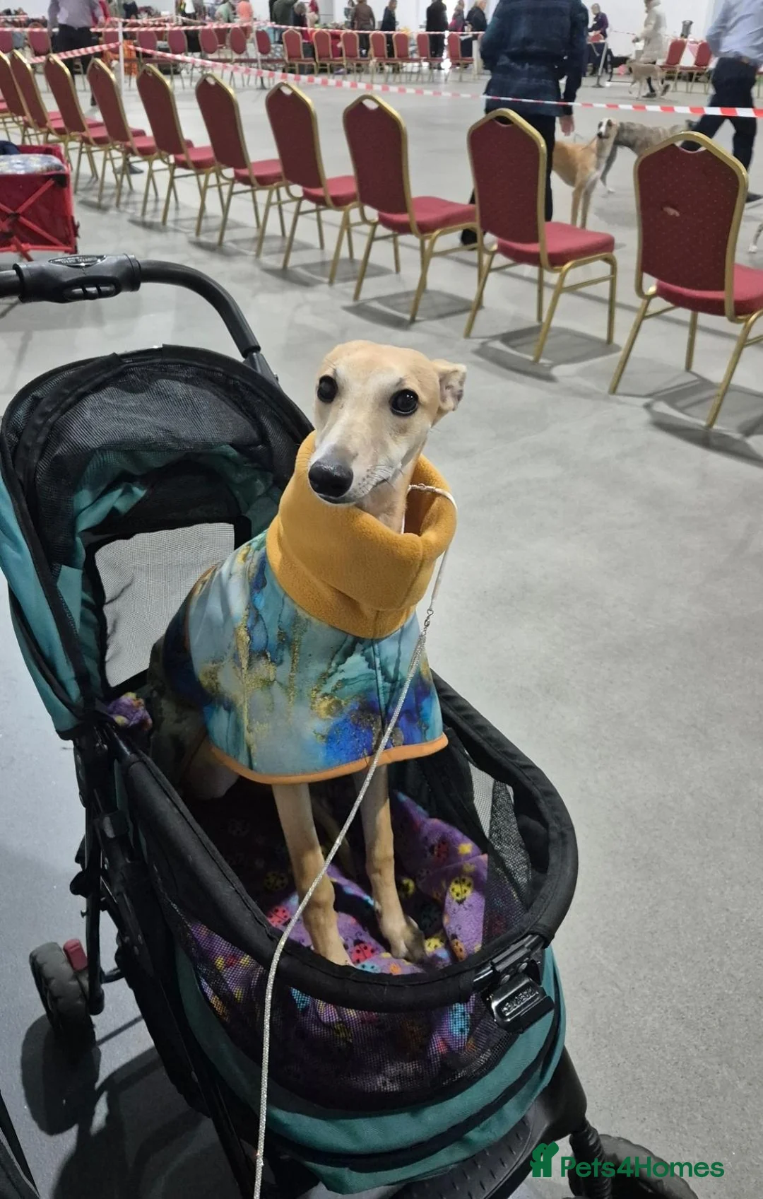 Whippet dogs for sale: KC registered whippet girl puppy - Advert 1