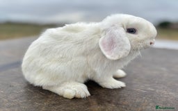 Mini Lop rabbits for sale: Gorgeous fully vaccinated mini lop buck  - Image 3