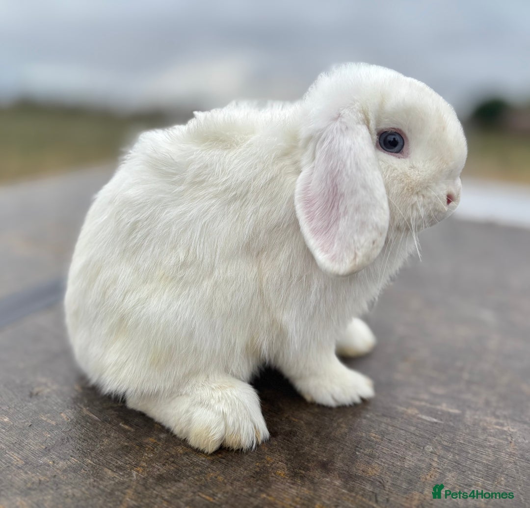 Mini Lop rabbits for sale: Gorgeous fully vaccinated mini lop buck  - Image 3