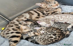 Bengal cats for sale: Lovely bengal kittens(Tica reg.)😍 - Image 31