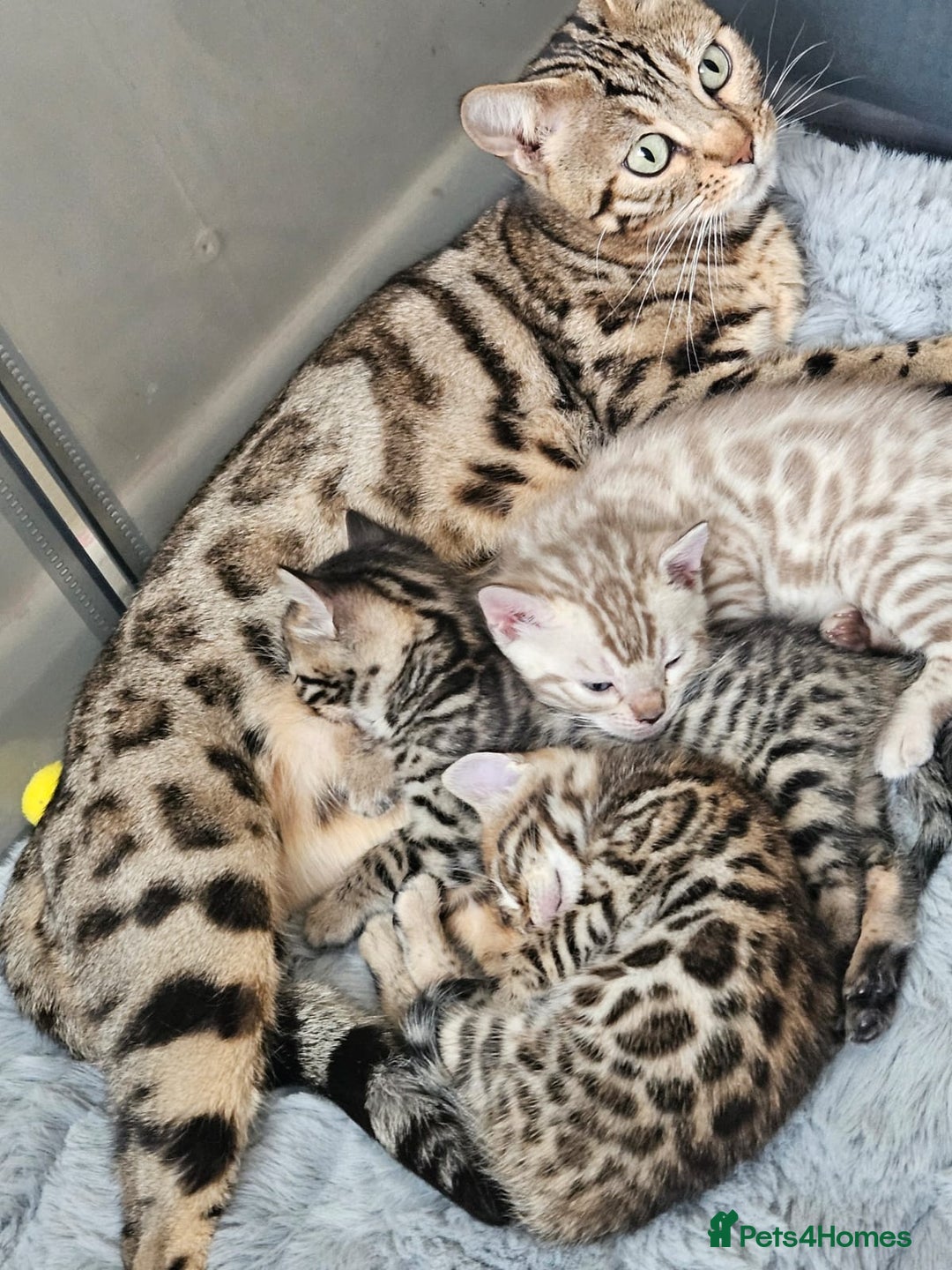 Bengal cats for sale: Lovely bengal kittens(Tica reg.)😍 - Image 31