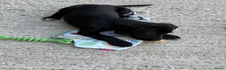 Cockerdor dogs for sale: Female Cockerdor puppy Labrador X Cocker Spaniel  - Advert 3