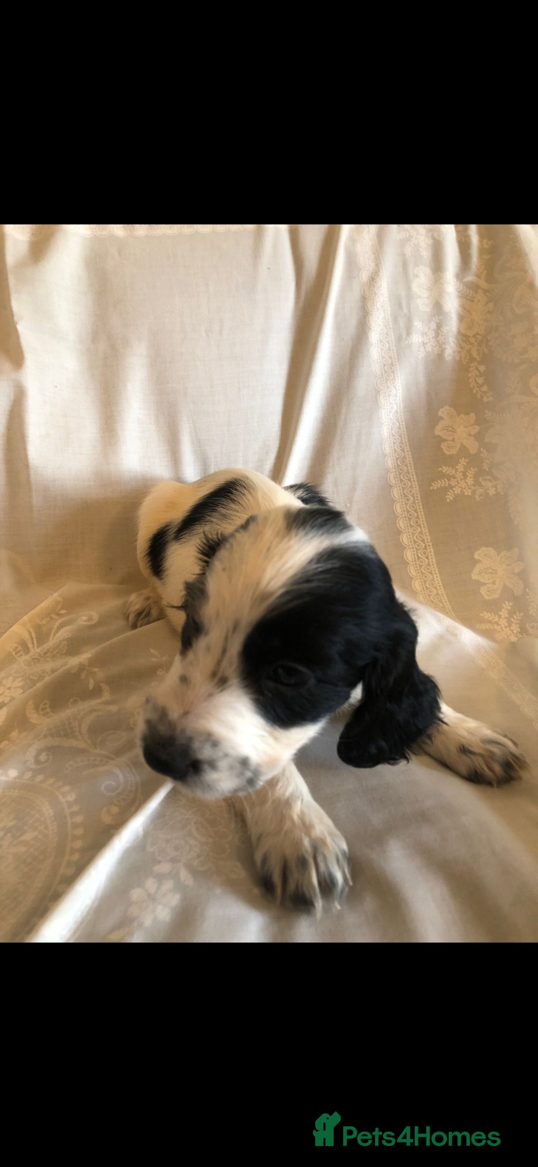 Cocker Spaniel dogs for sale: Cocker spaniel puppy's  - Image 2