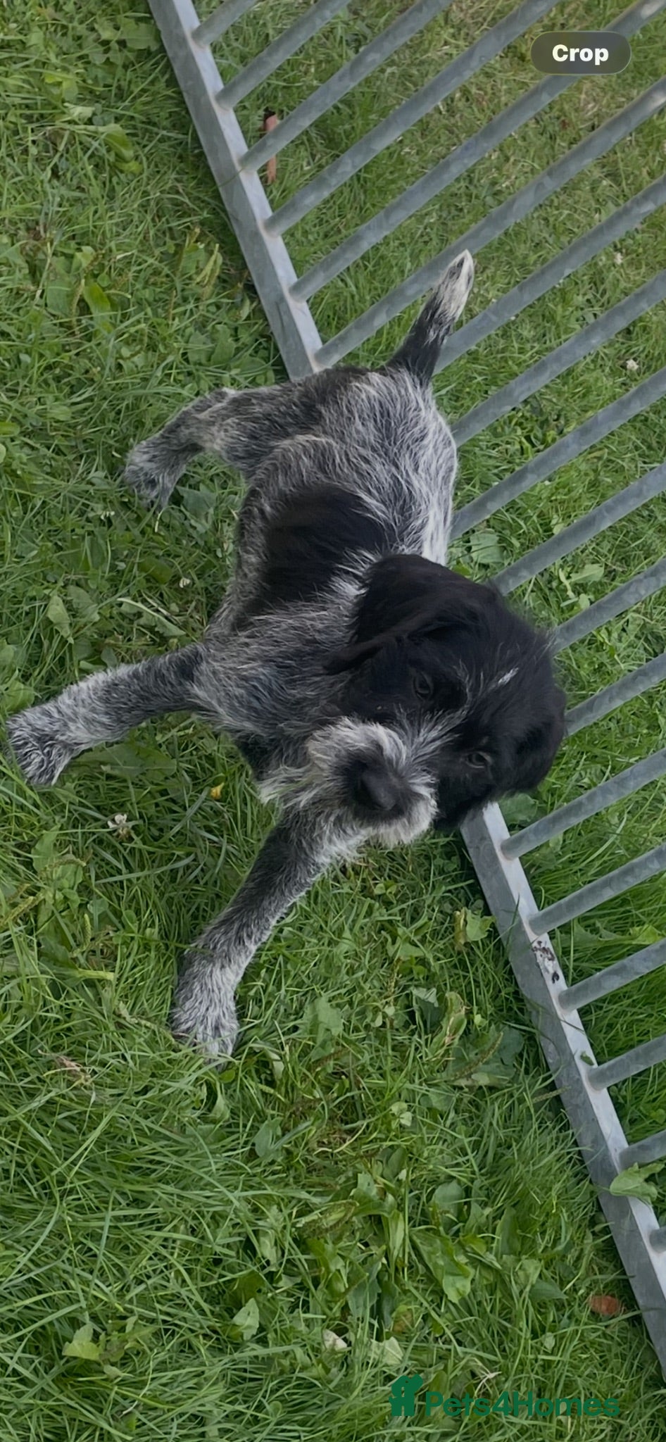 German Wirehaired Pointer dogs Ready now German wirehair pointer pups  - Advert 7