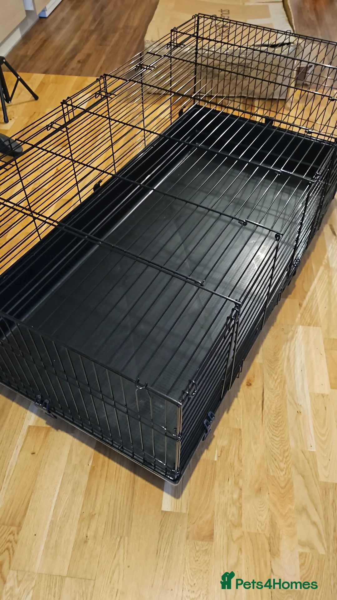English Lop rabbits for sale: Two black and white bunnies - Advert 4