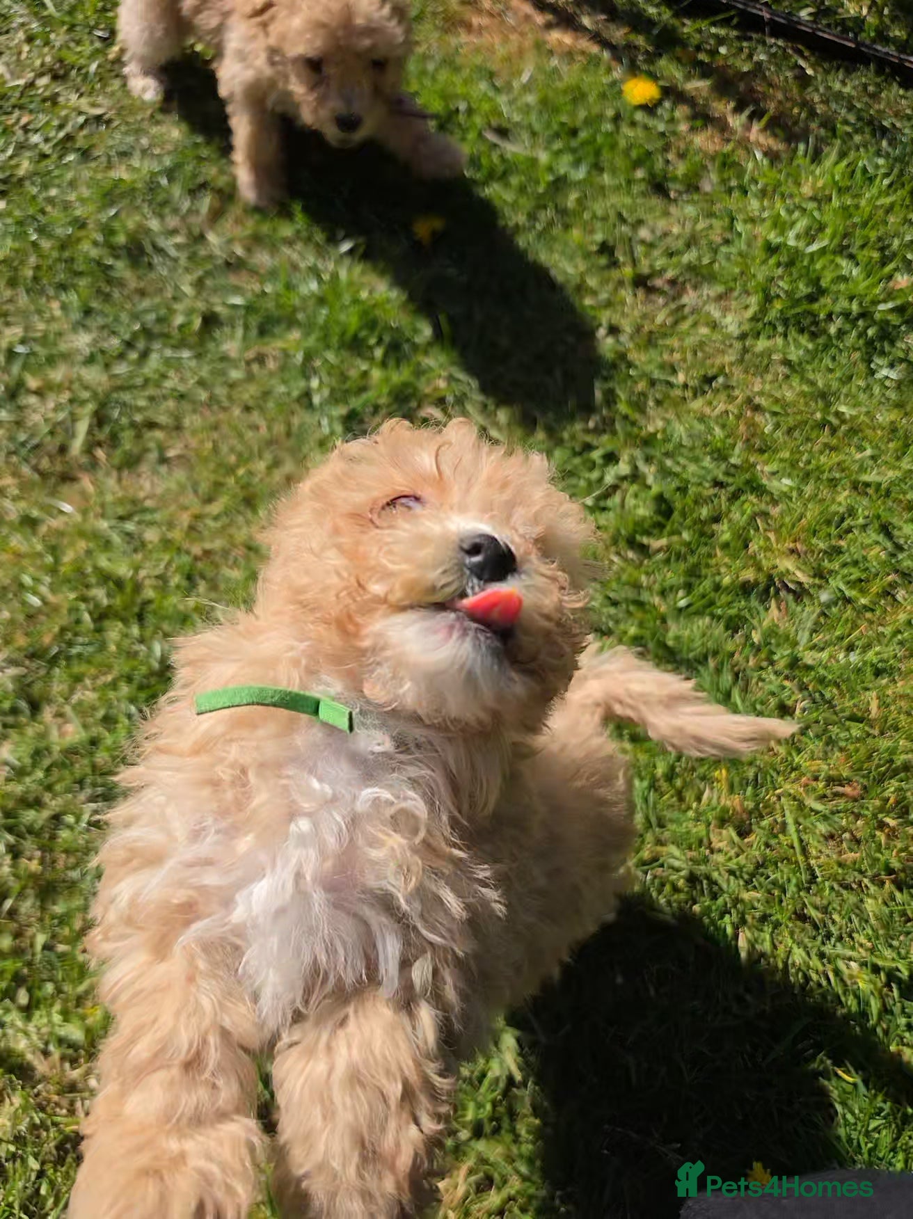 Poochon dogs for sale: Boys 850 , Girls 1050  - Advert 21