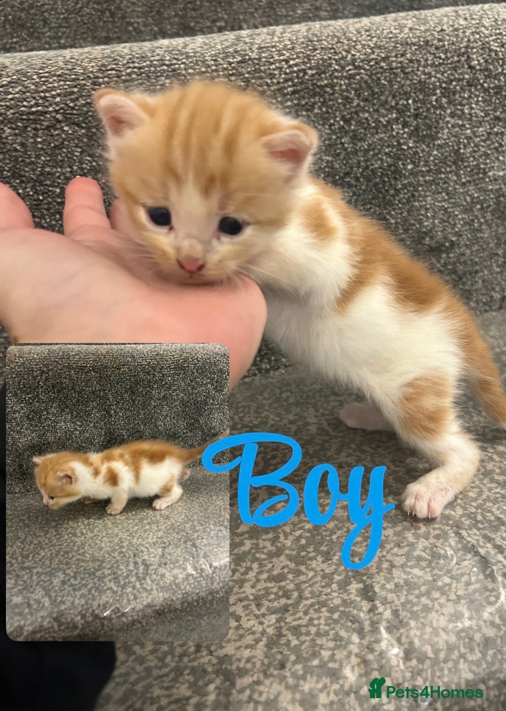 Mixed Breed cats Beautiful kittens for sale  - Advert 6