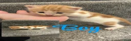 Mixed Breed cats for sale: Beautiful kittens for sale  - Advert 1