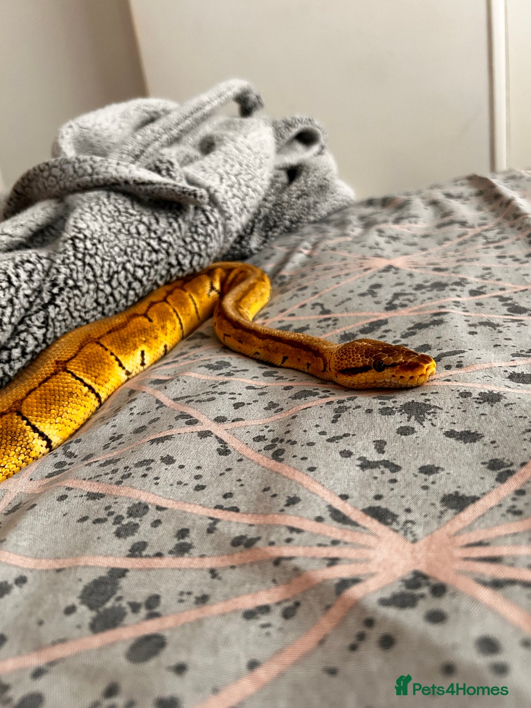 Python Snake reptiles for sale: Male Lemon Blast Ball Python For Sale - Advert 2