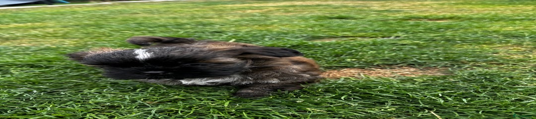 Shih Tzu Puppy 1