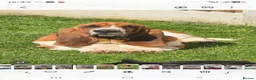 Basset Hound dogs for sale: Basset hound pups kc reg.European lines - Advert 5