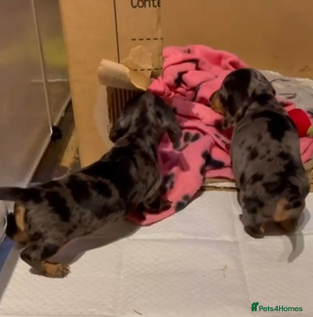 Miniature Dachshund dogs for sale: Stunning Pedigree KC Registered ready from 21 Dec - Advert 3