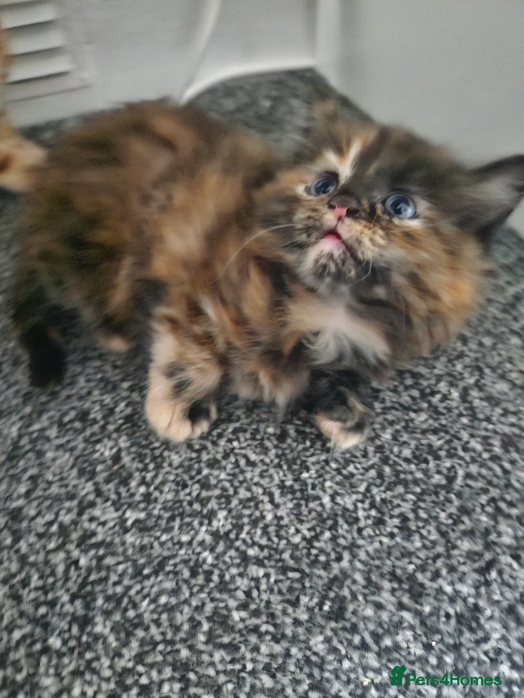 Mixed Breed cats for sale: Only black male left, ready 14th Feb  - Advert 8