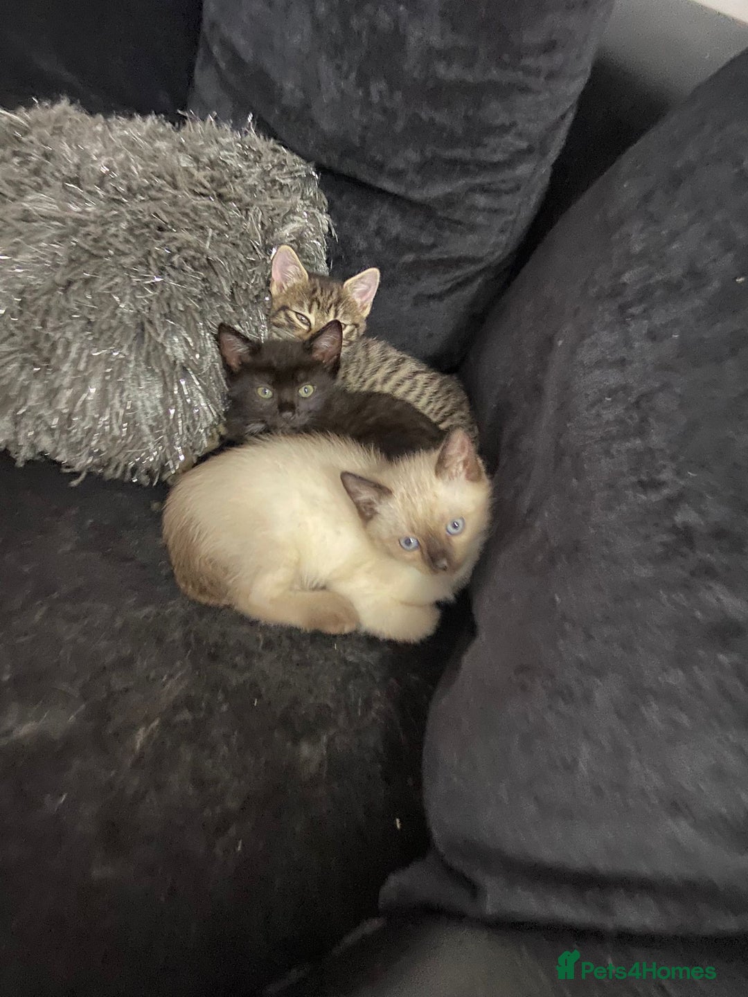 Ragdoll cats for sale: Mixed ragdoll kittens - Image 4