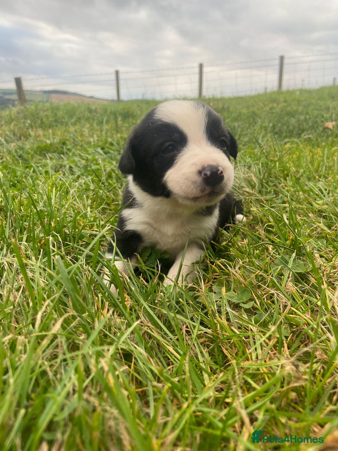 Border Collie dogs for sale: Beautiful litter family reared of collie pups - Image 20