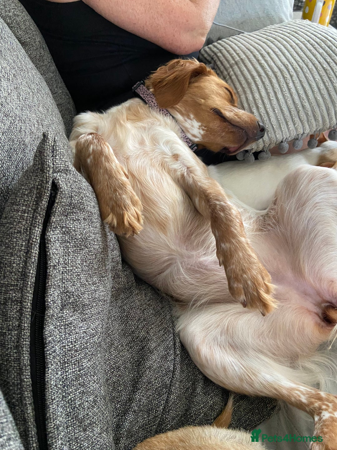 Mixed Breed dogs for sale: Brittany spaniel - Image 3