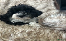 Havanese dogs for sale: 🐾 8 Havanese Puppies for Their Forever Homes 🐾 - Image 13