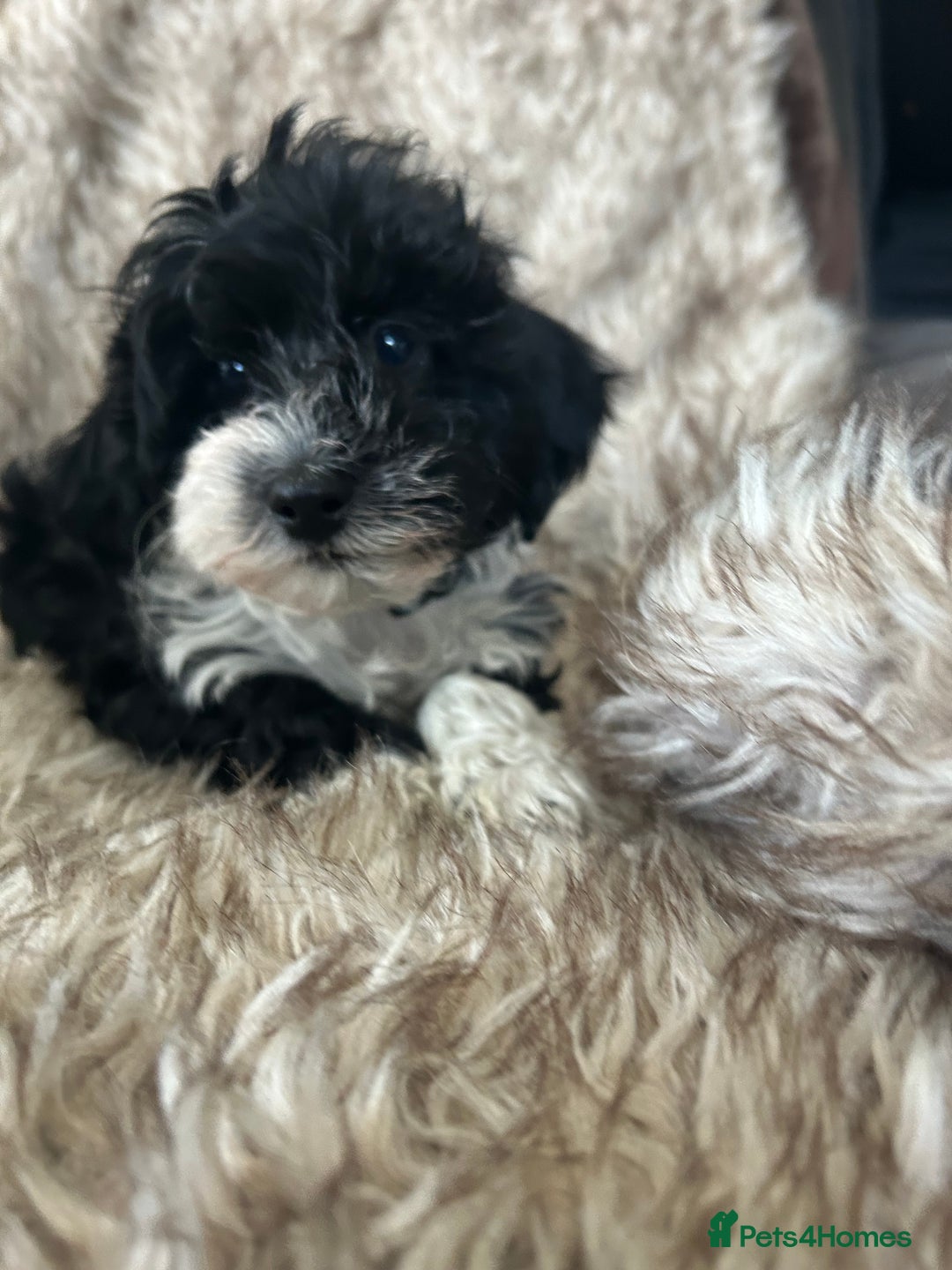 Havanese dogs for sale: 🐾 8 Havanese Puppies for Their Forever Homes 🐾 - Image 13