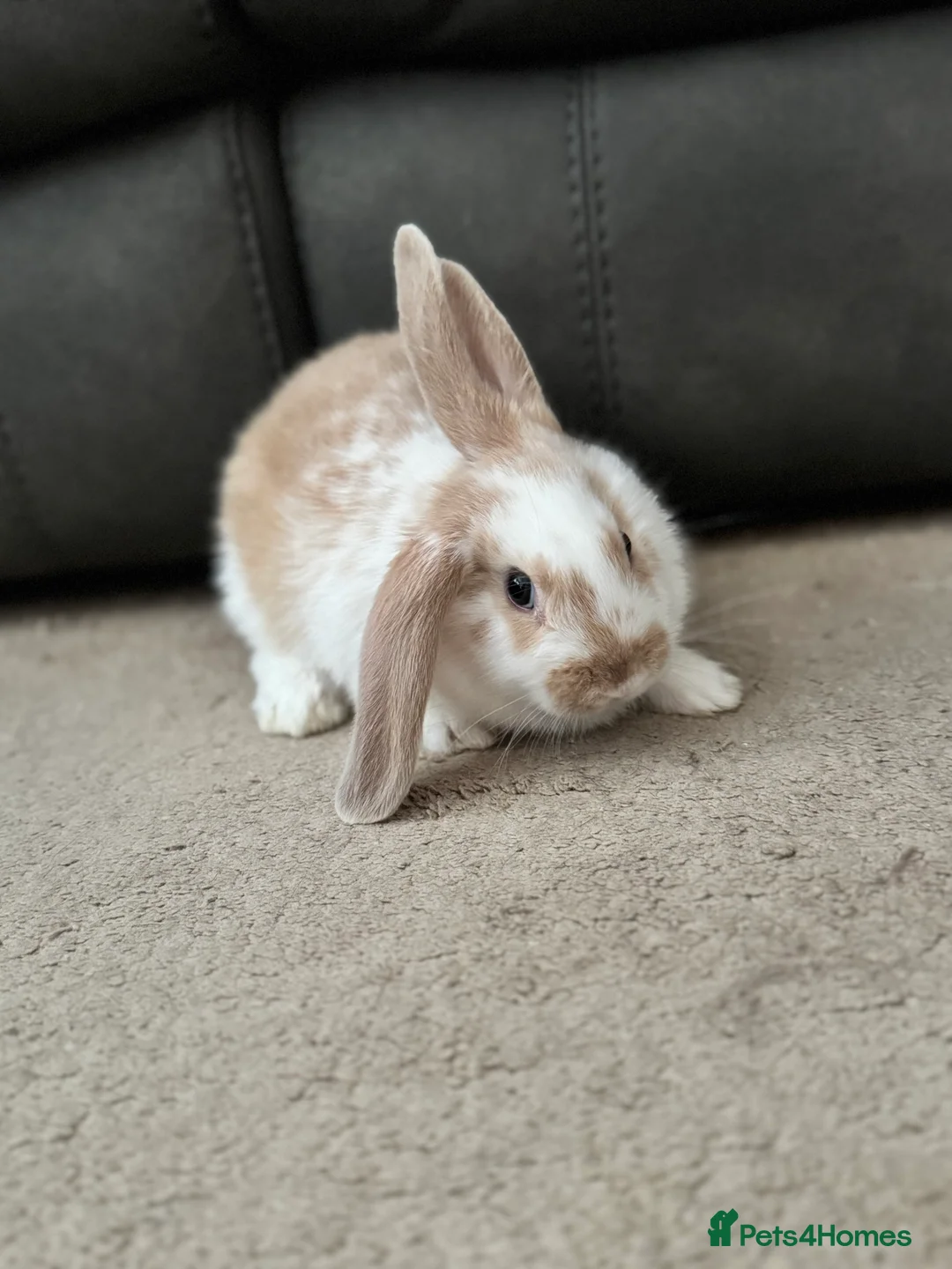 English Lop rabbits for sale: English lop bunny’s  in Canterbury - Advert 1