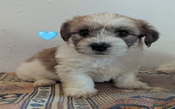 Cavachon dogs for sale: Cavachon Puppies - excellent example!  - Image 15