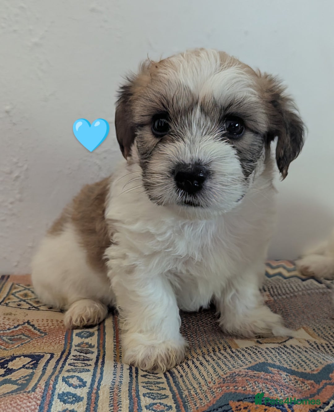 Cavachon dogs for sale: Cavachon Puppies - excellent example!  - Image 15