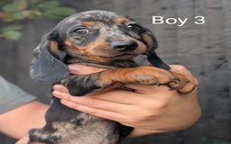 Miniature Dachshund dogs for sale: Mini dachshund puppies - Image 12