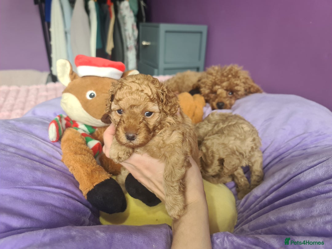 Toy Poodle dogs for sale: Mini TOY POODLES Last one boy available - Advert 8
