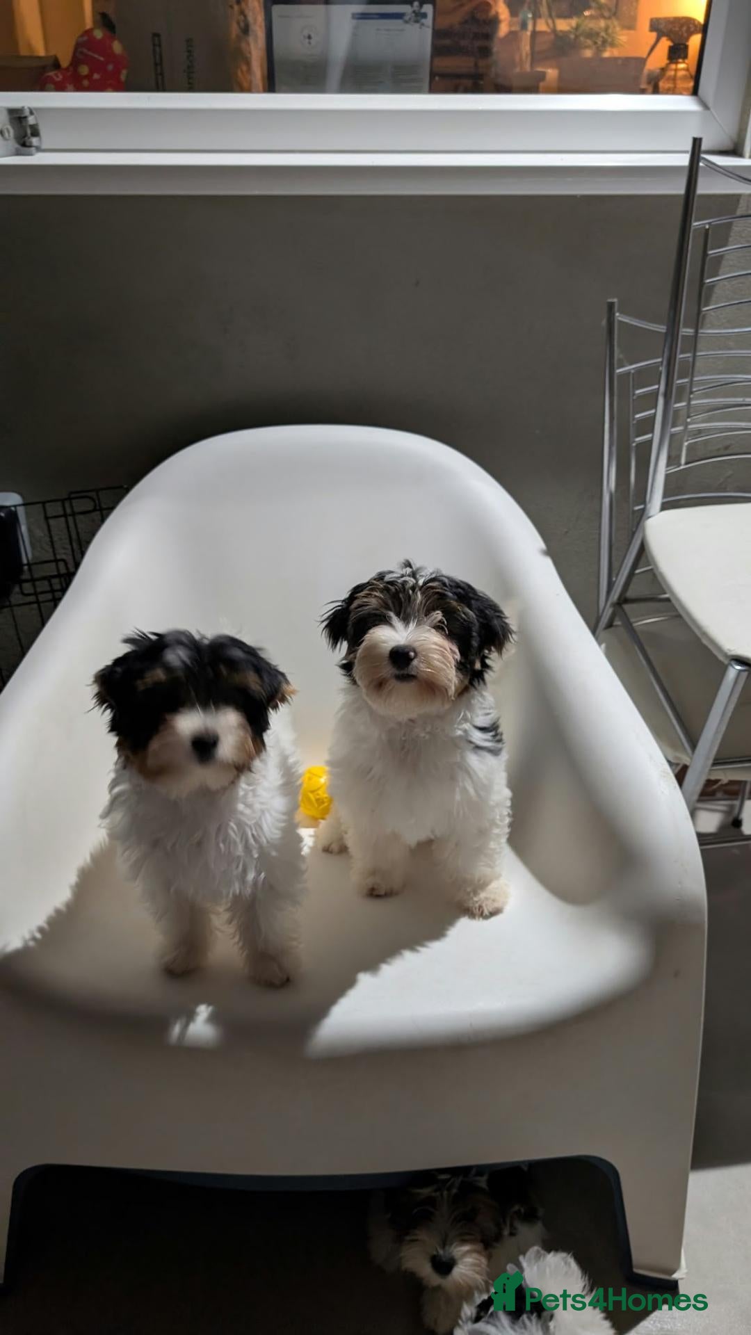 Biewer Terrier dogs Rare Larger Biewer Terrier Puppies - Advert 1