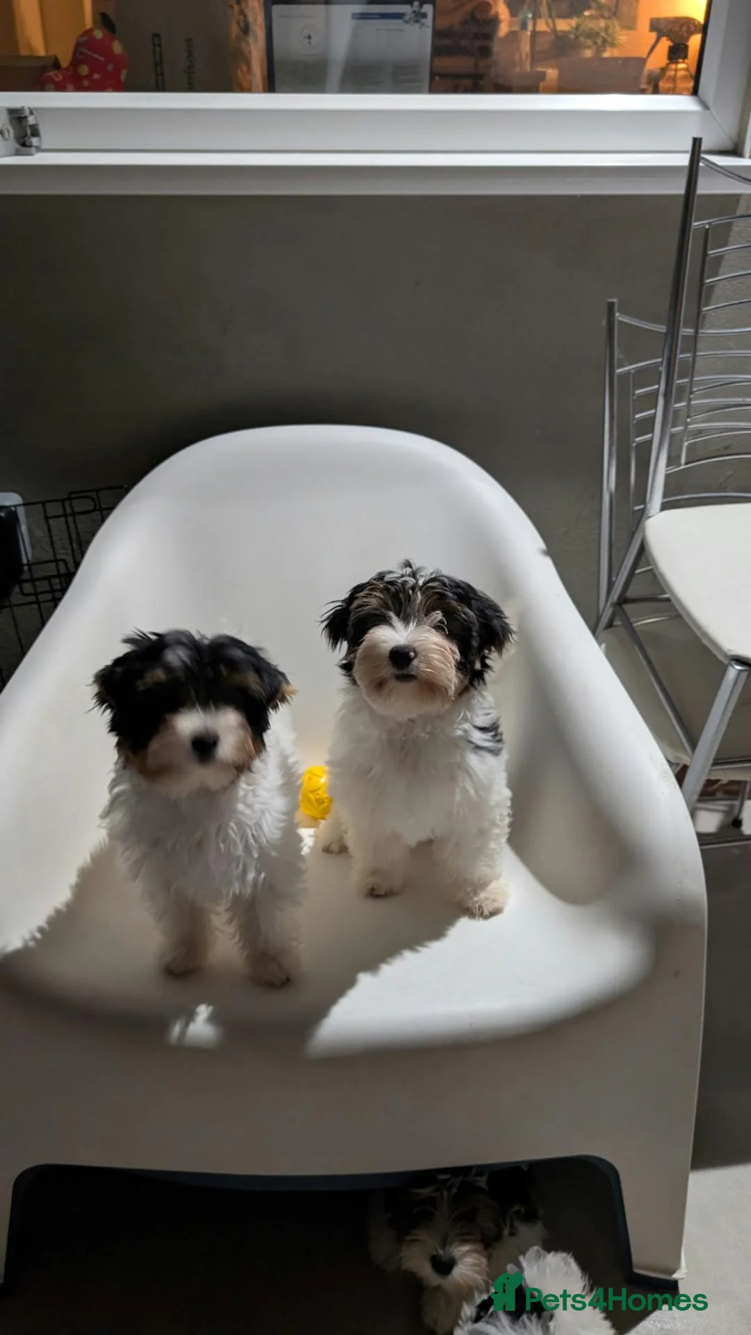 Biewer Terrier dogs for sale: Rare Larger Biewer Terrier Puppies - Advert 1