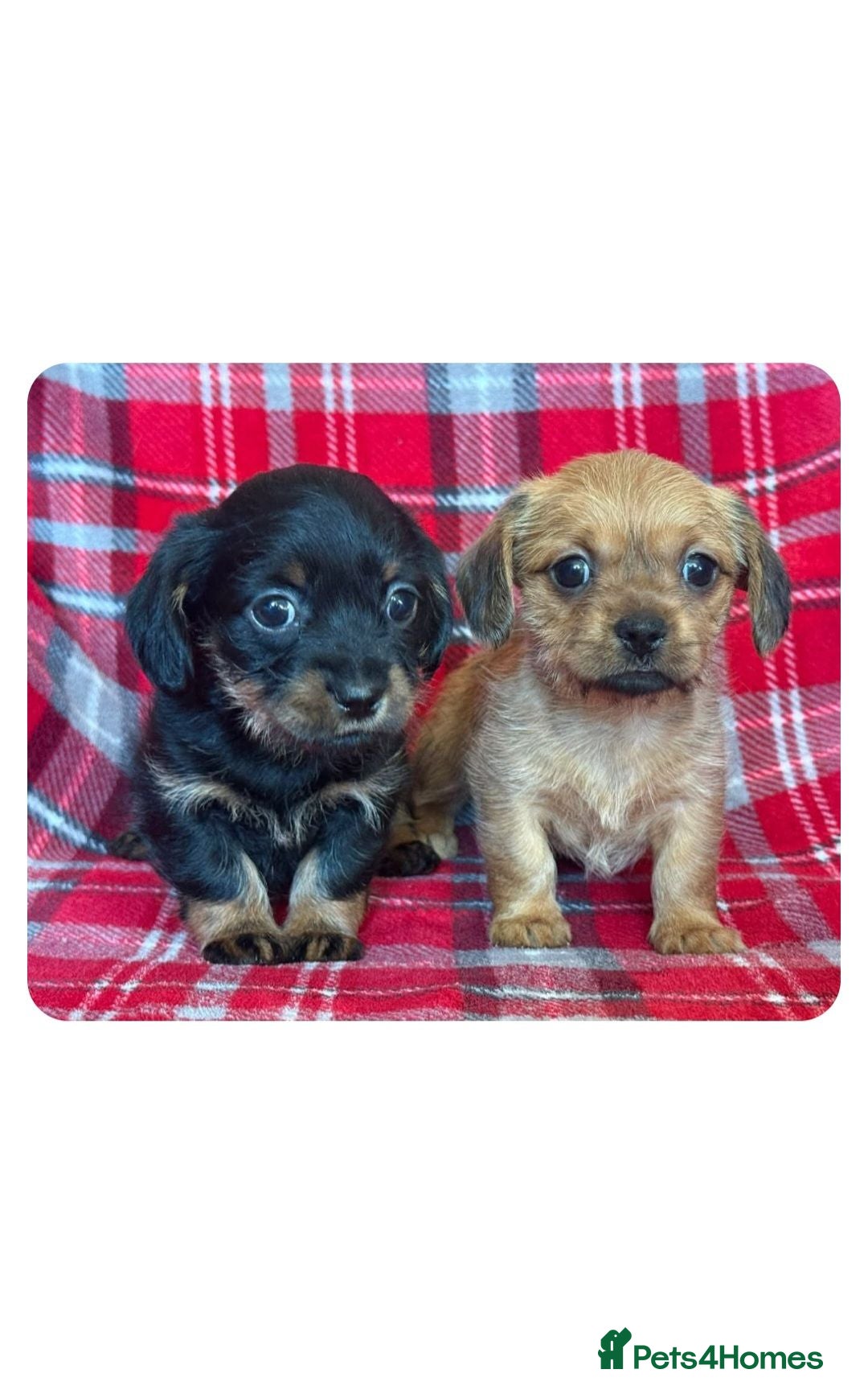 Mixed Breed dogs Shiweenie Girls - Advert 2