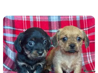 Mixed Breed dogs Shiweenie Girls - Advert 2