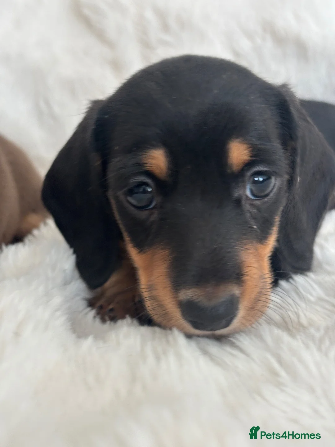 Miniature Dachshund dogs for sale: Miniature Dacshund’s  - Advert 38