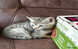 British Shorthair cats for sale: Gorgeous British Shorthair Kittens   - Image 3