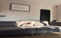 Sphynx cats for sale: Male Sphynx cat for sale 2 years old - Image 8