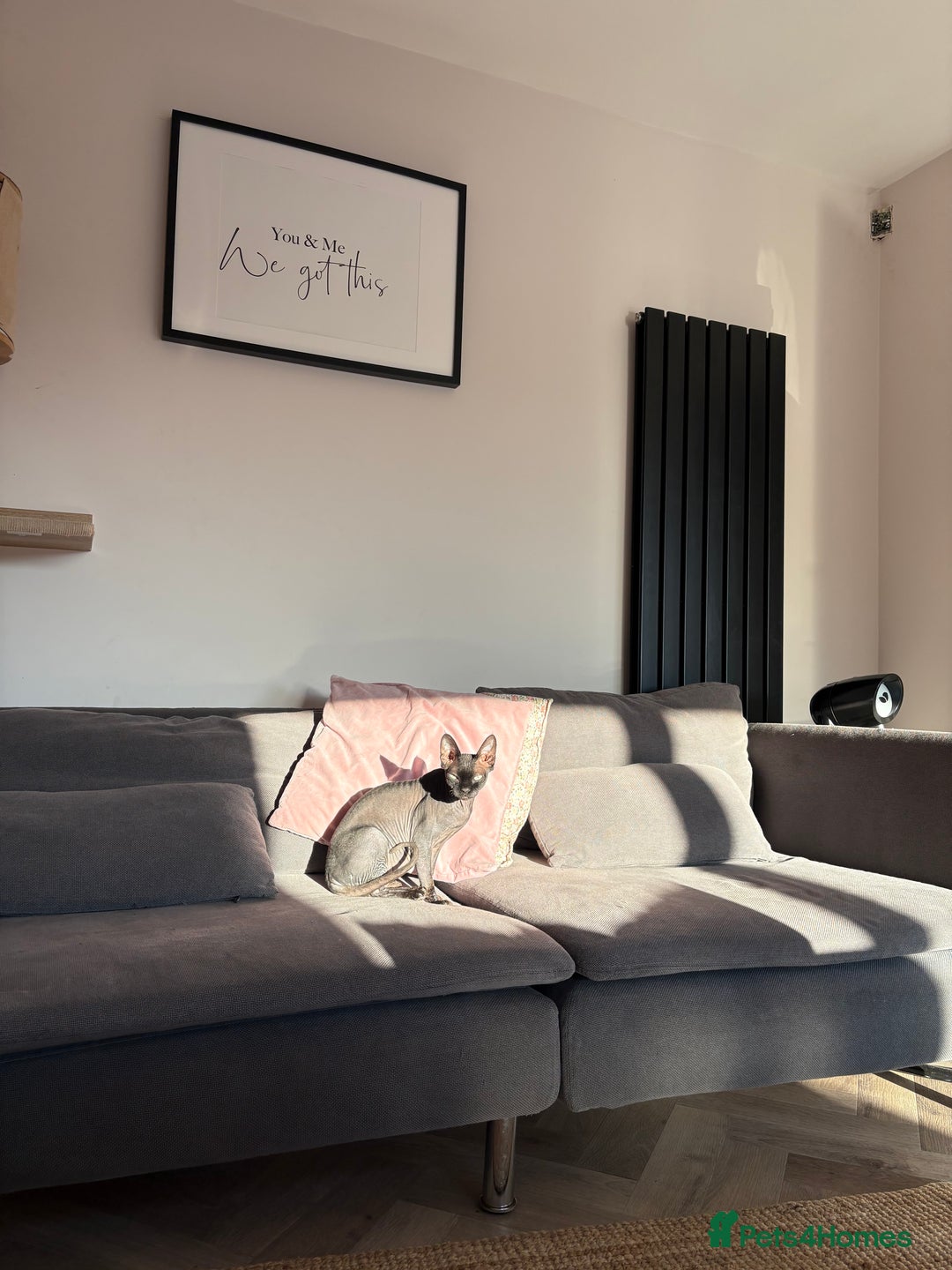 Sphynx cats for sale: Male Sphynx cat for sale 2 years old - Image 8