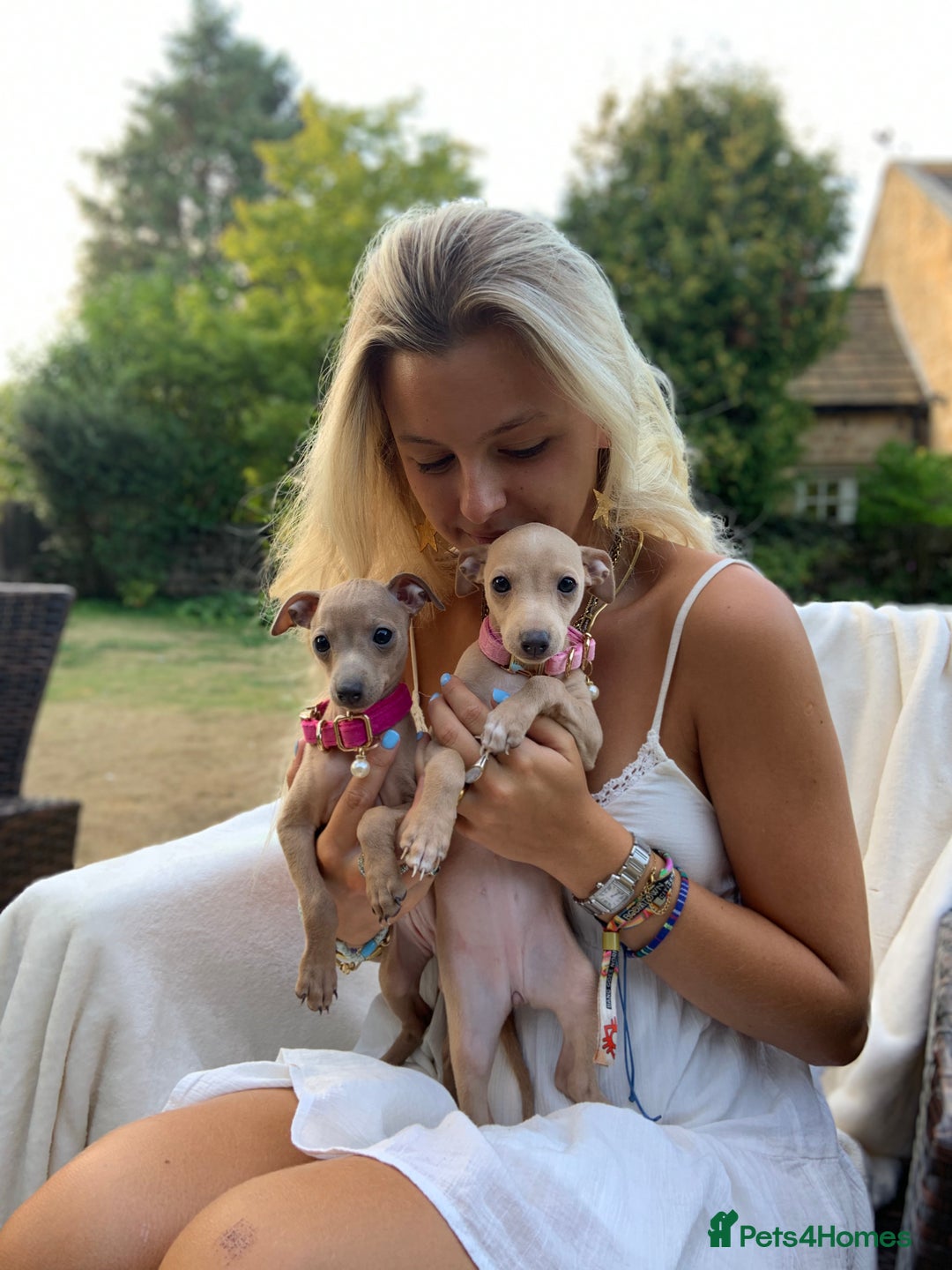 Italian Greyhound dogs for sale: Italian greyhound puppies KC reg. European lineage - Image 1