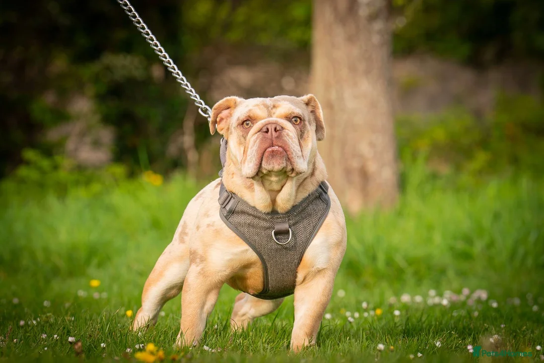 English Bulldog dogs for sale: English bulldog  - Advert 1