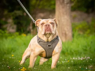 English Bulldog dogs English bulldog - Advert 10