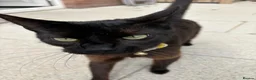 Bombay cats for sale: 1 year old cat  - Advert 9