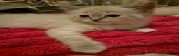 Ragdoll cats for sale: 6x purebred blue, lilac and lynx ragdoll kittens - Advert 10