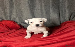 American Bulldog dogs for sale: American Bulldog - Image 10
